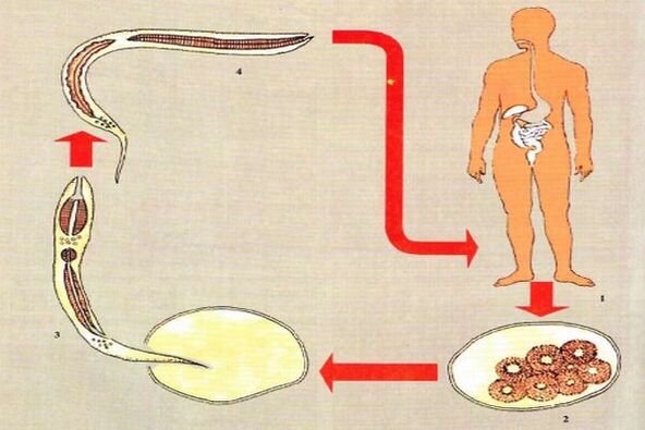 Жизненный цикл развития паразита